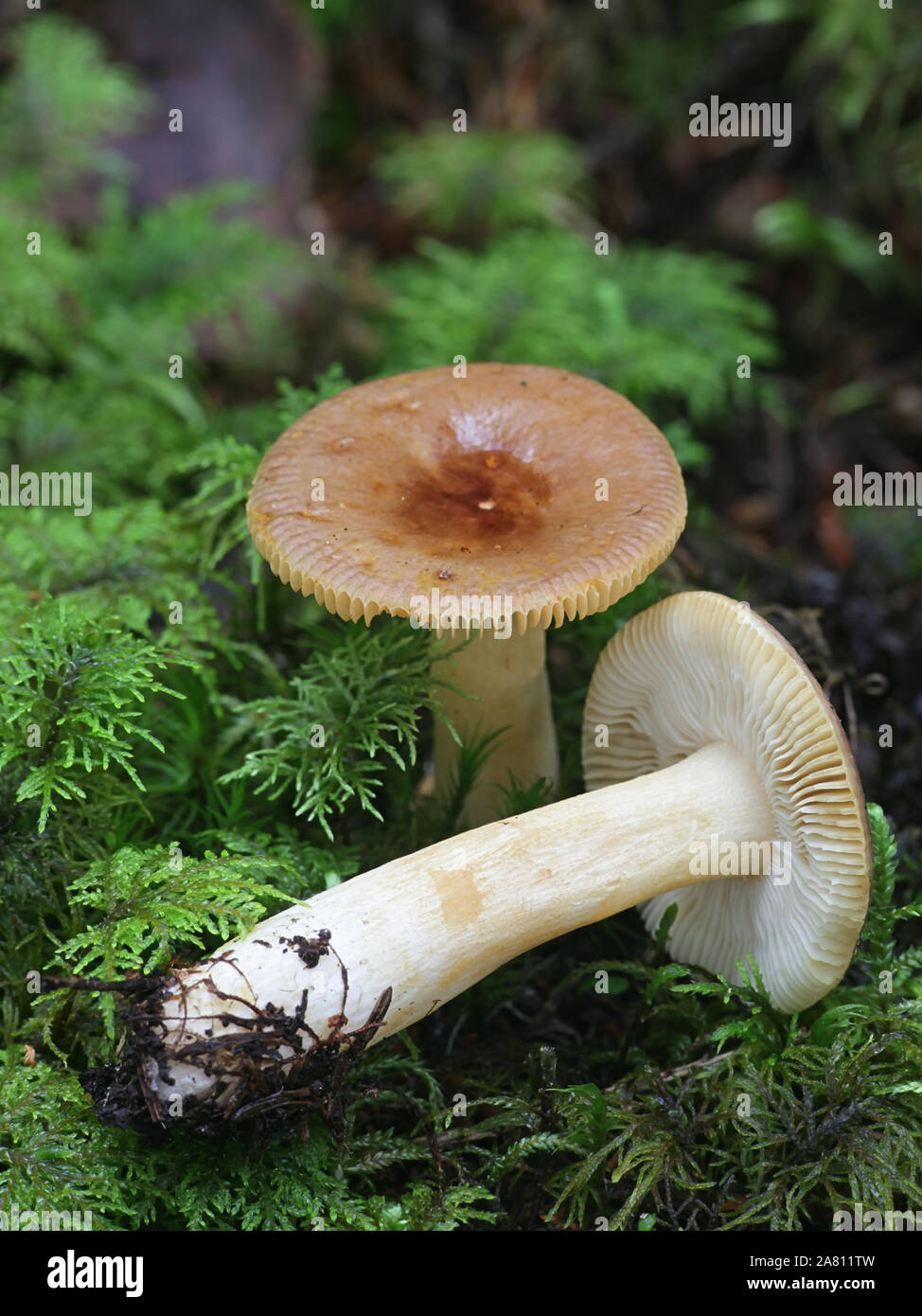 Russula nauseosa, known as  Nauseous Brittlegill, wild mushroom from Finland Stock Photo