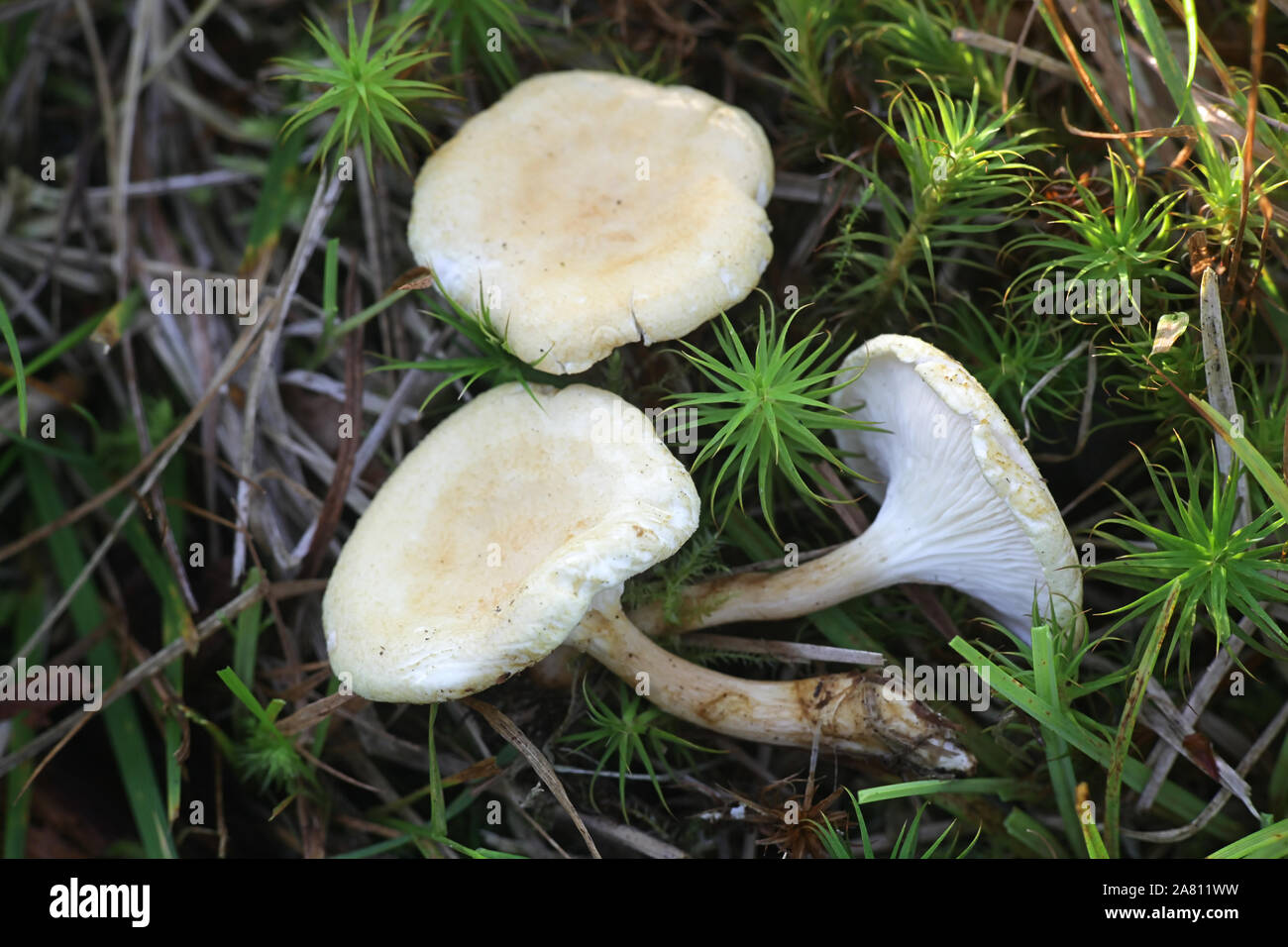 Hygrophoropsis pallida (H. aurantiaca var. pallida), known as False Chanterelle, wild mushroom from Finland Stock Photo