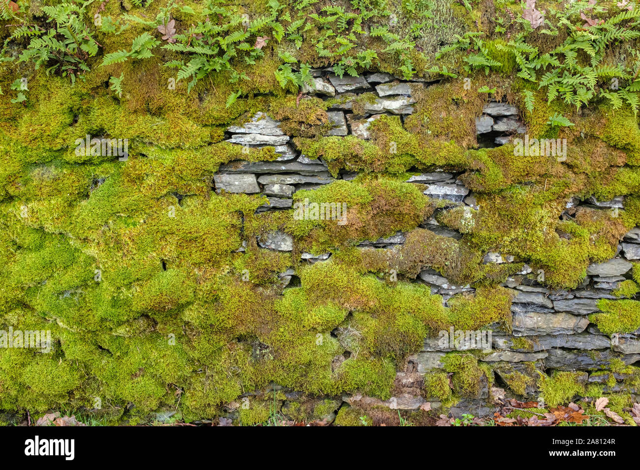 Moss covered dry stone walll Stock Photo