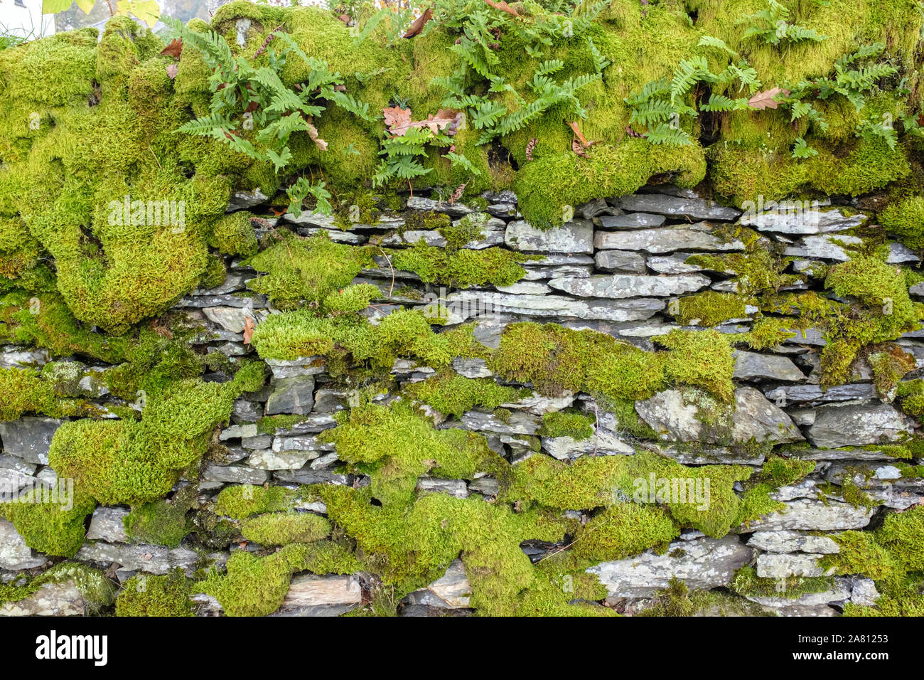 Moss covered dry stone walll Stock Photo