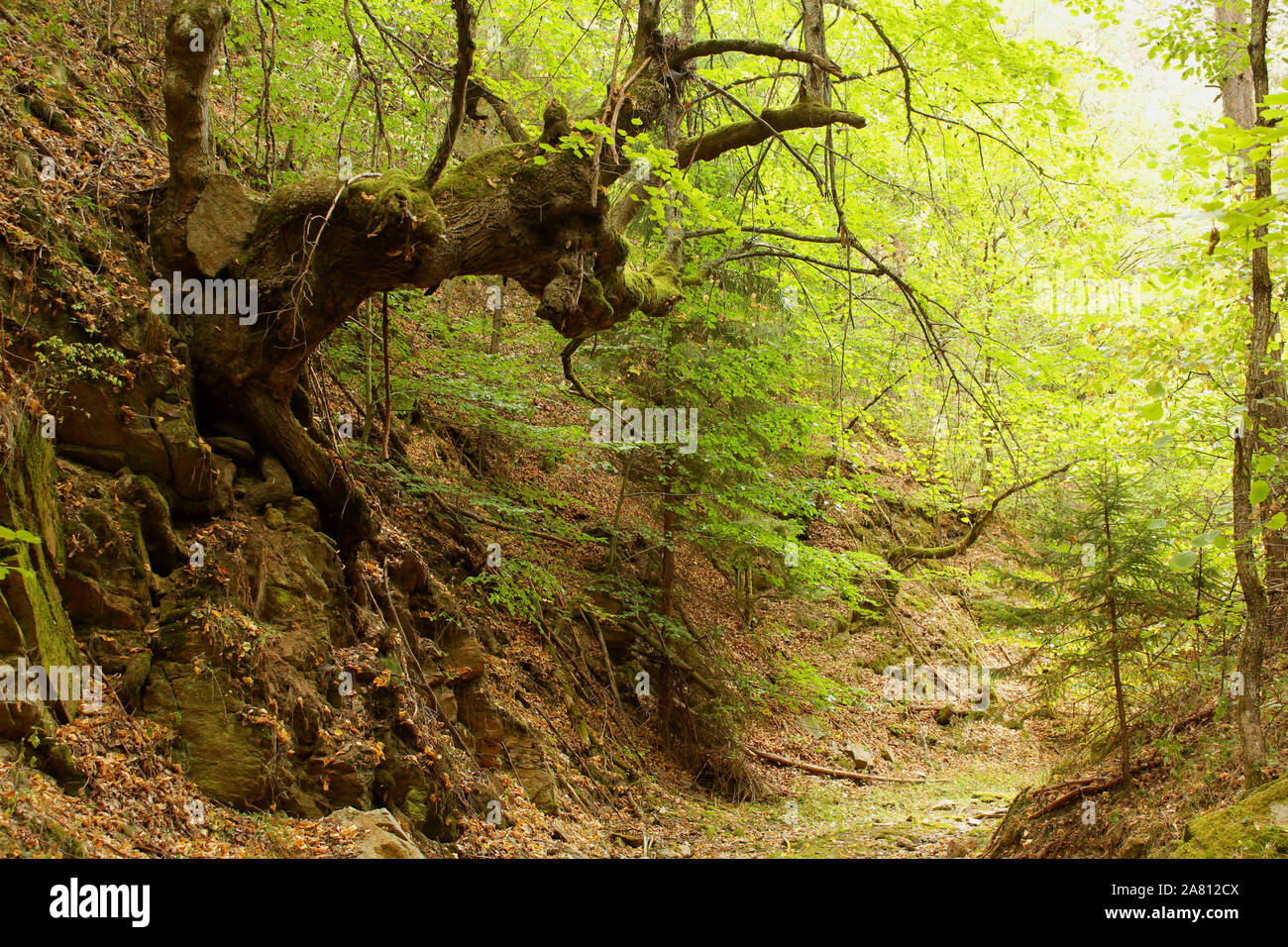 A forest path by a tree stretching to the light. Stock Photo
