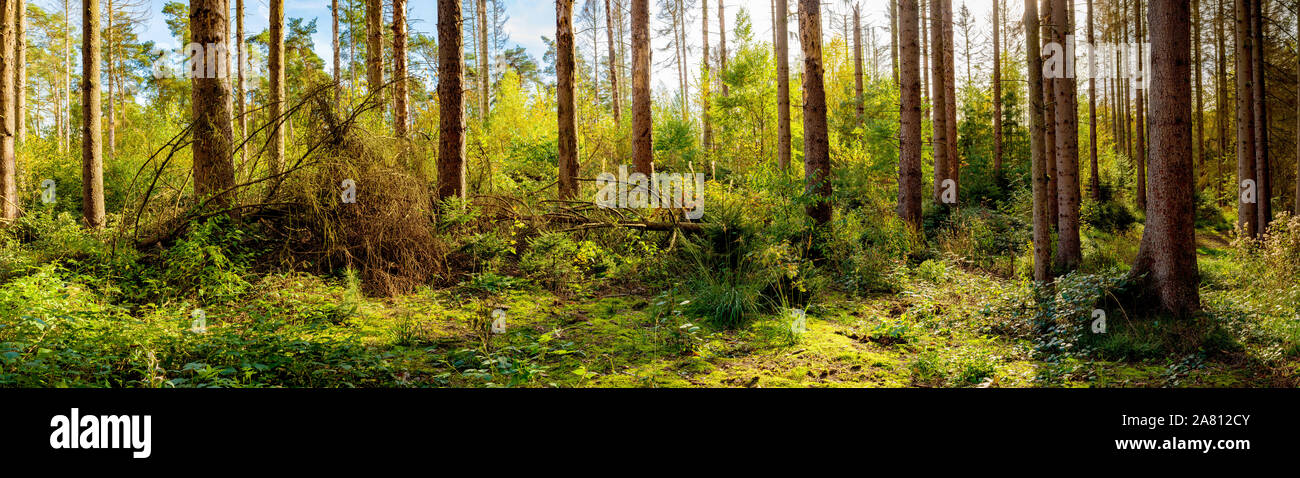Forest in antumn with old spruce trees und and young trees growing Stock Photo