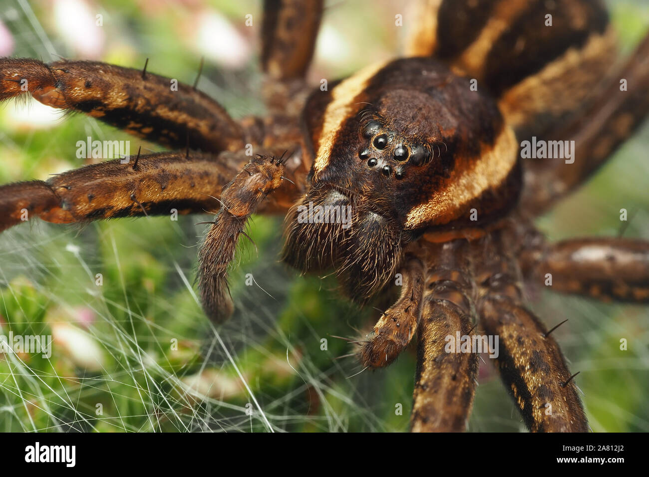 Close up of a Raft spider (Dolomedes fimbriatus) on top of heather plant. Cappamurra Bog, Tipperary, Ireland Stock Photo