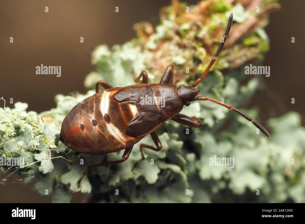 Pine bugs hires stock photography and images Alamy