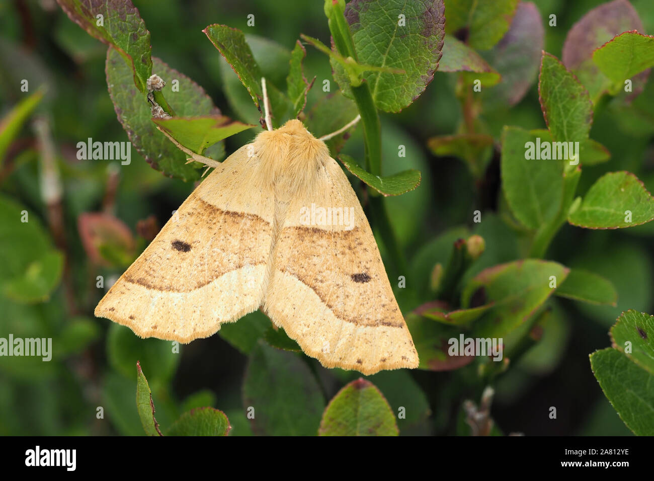 Scalloped Oak moth (Crocallis elinguaria) perched on plant leaves. Cappamurra Bog, Tipperary, Ireland Stock Photo