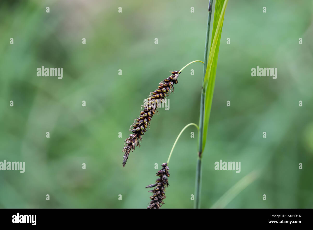 Wild Sedge Inflorescence in Springtime Stock Photo