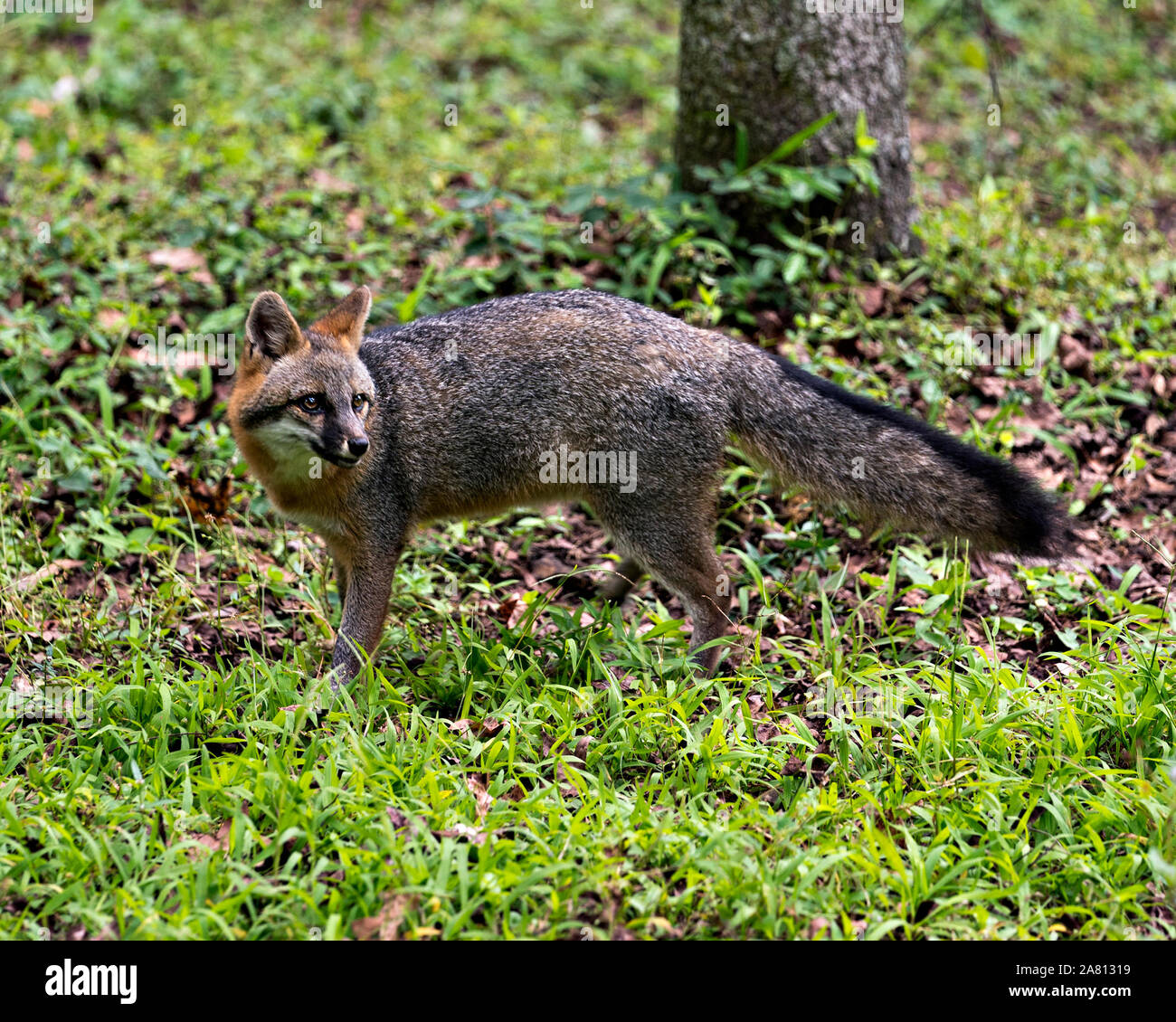Grey fox walking in a field, exposing its body, head, ears, eyes, nose, tail enjoying its surrounding and environment. Stock Photo
