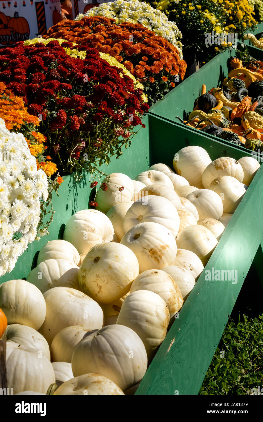 Colorful autumn display mums pumpkins hi-res stock photography and ...