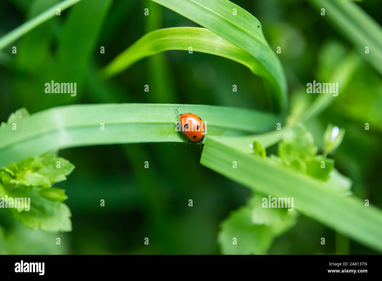 Seven Spotted Lady Beetle on Leaf in Springtime Stock Photo