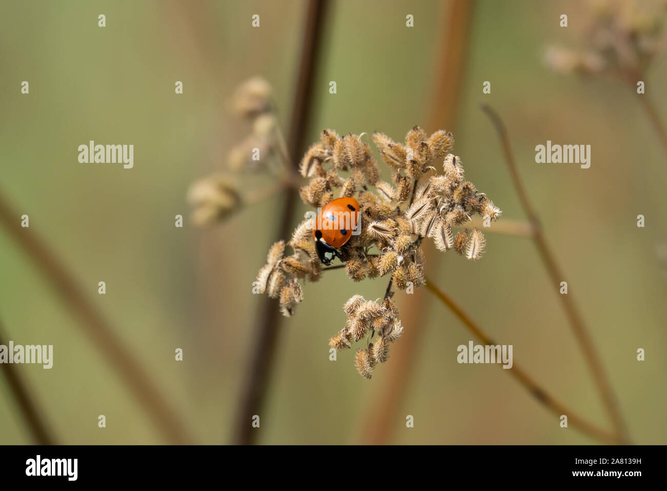 Seven Spotted Lady Beetle on Apiaceae Fruits Stock Photo Alamy