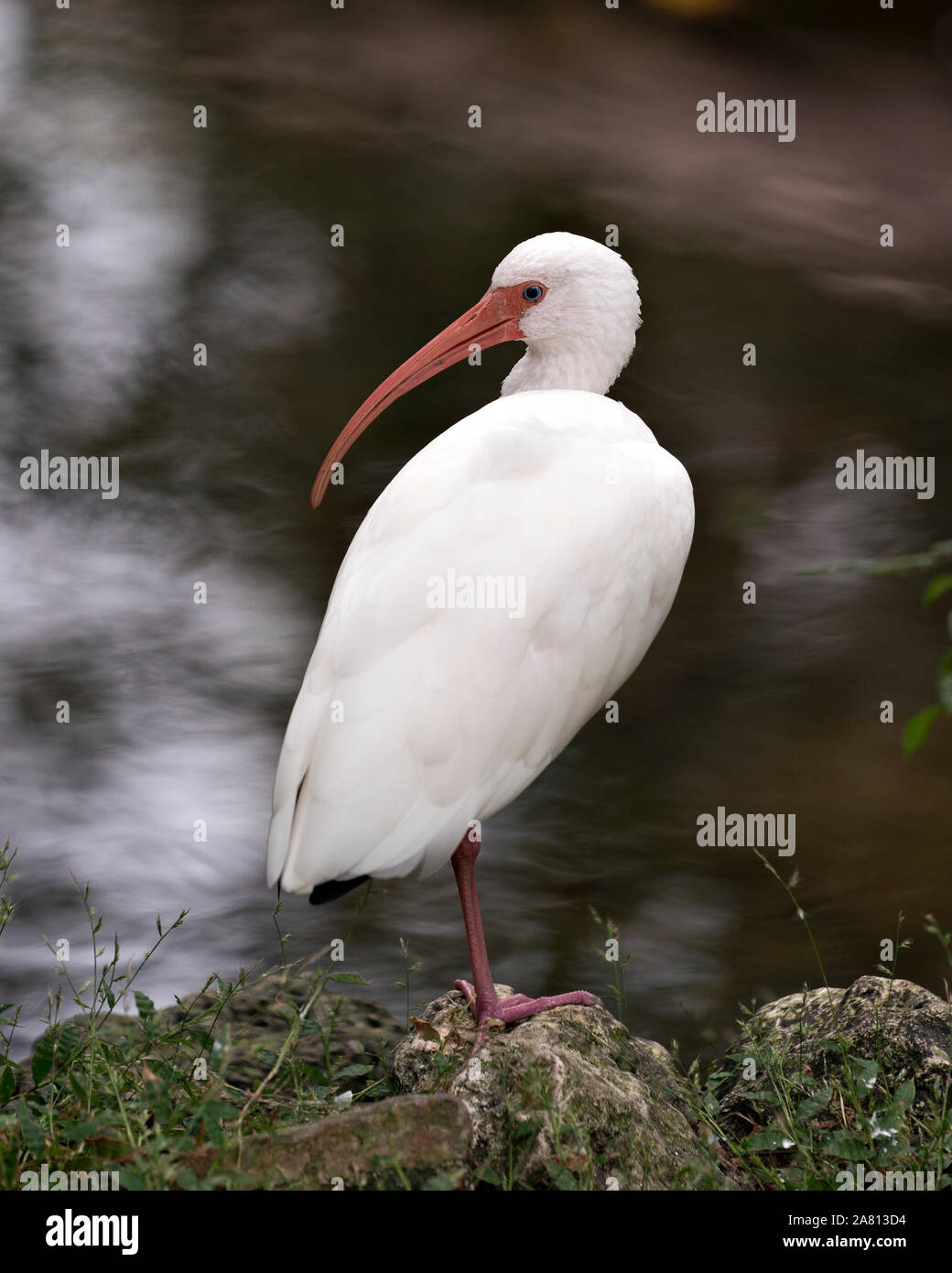 White Ibis bird by the water sitting on a rock and exposing its body, head, eye, orange beak, neck, feet  in its environment  with a bokeh background. Stock Photo
