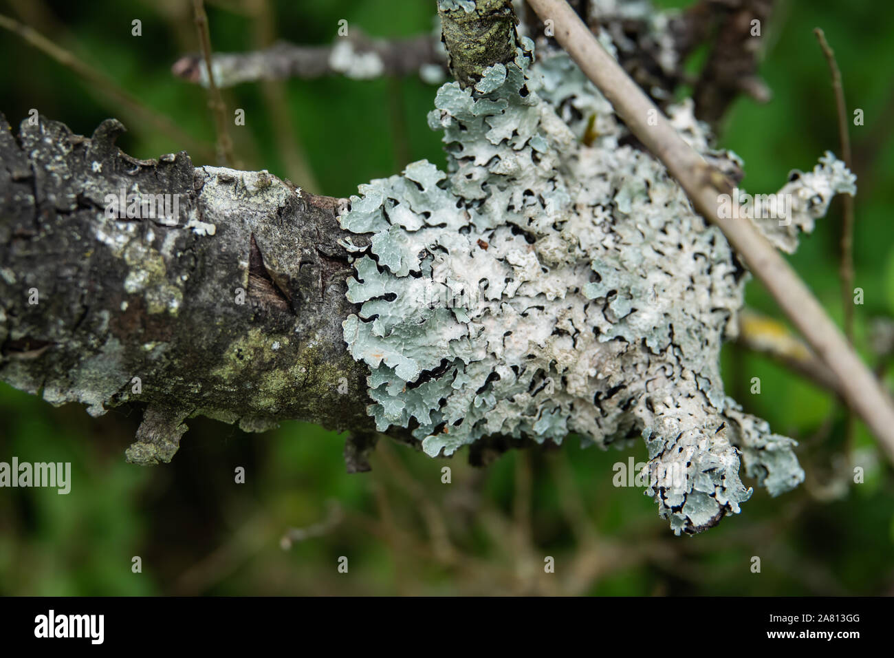 Shield Lichen on Branch in Springtime Stock Photo
