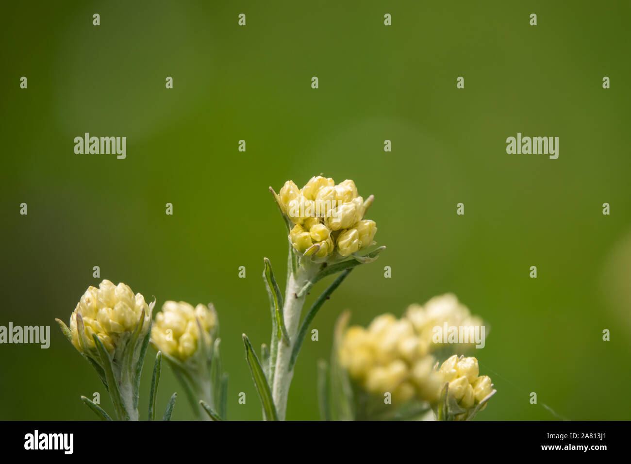 Shrubby Everlasting Flower Buds in Springtime Stock Photo - Alamy