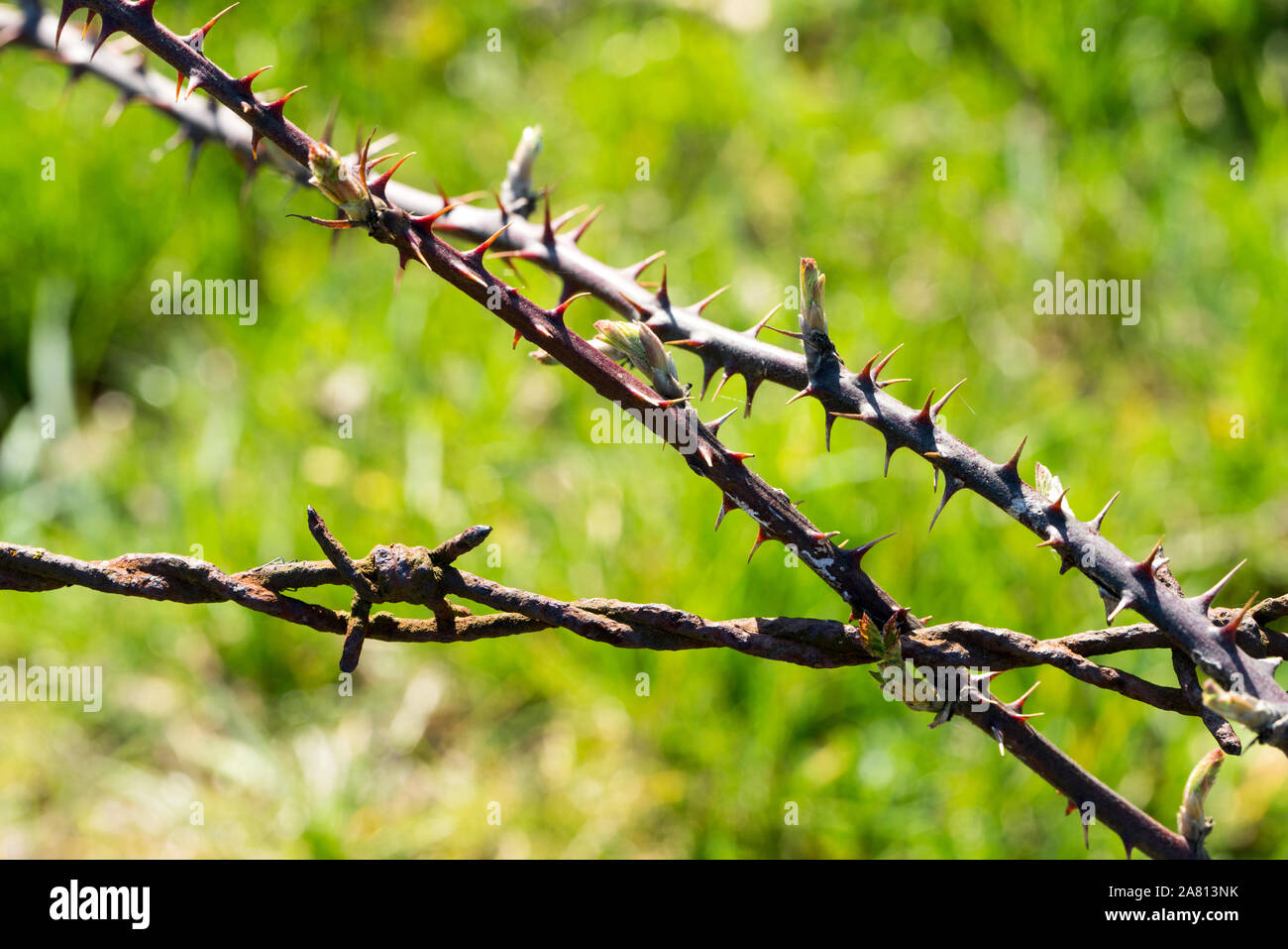 thorns and barbed wire, Stock Photo