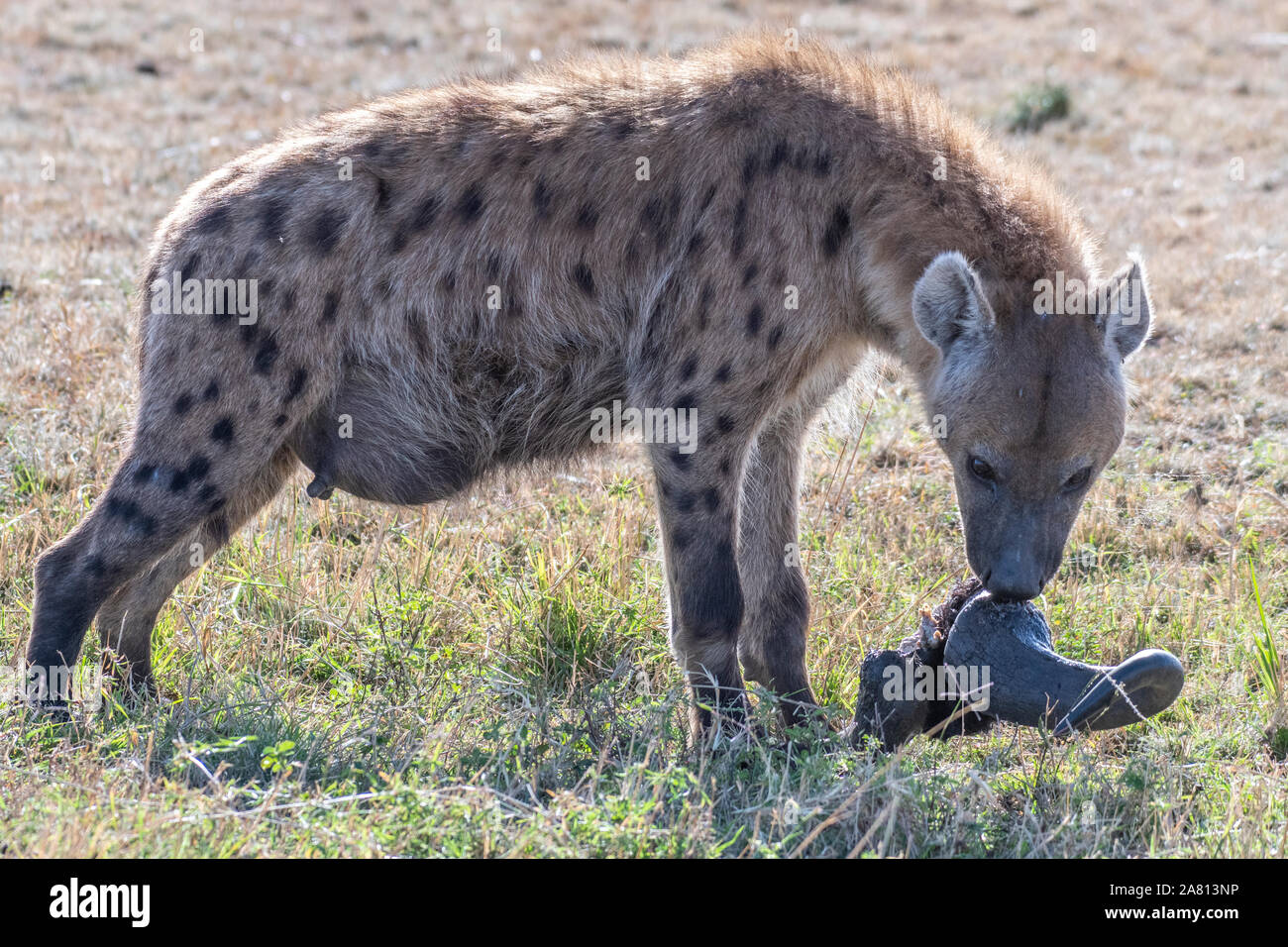 Lonely hyena spotted separated from its group eating Wildebeest head in