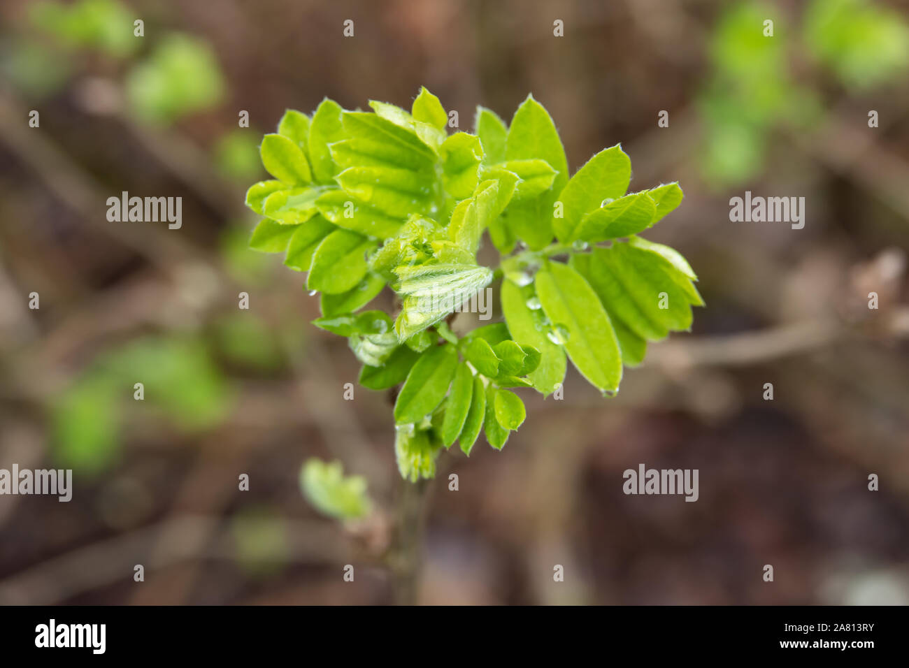 Siberian Peashrub Leaves Sprouting in Winter Stock Photo