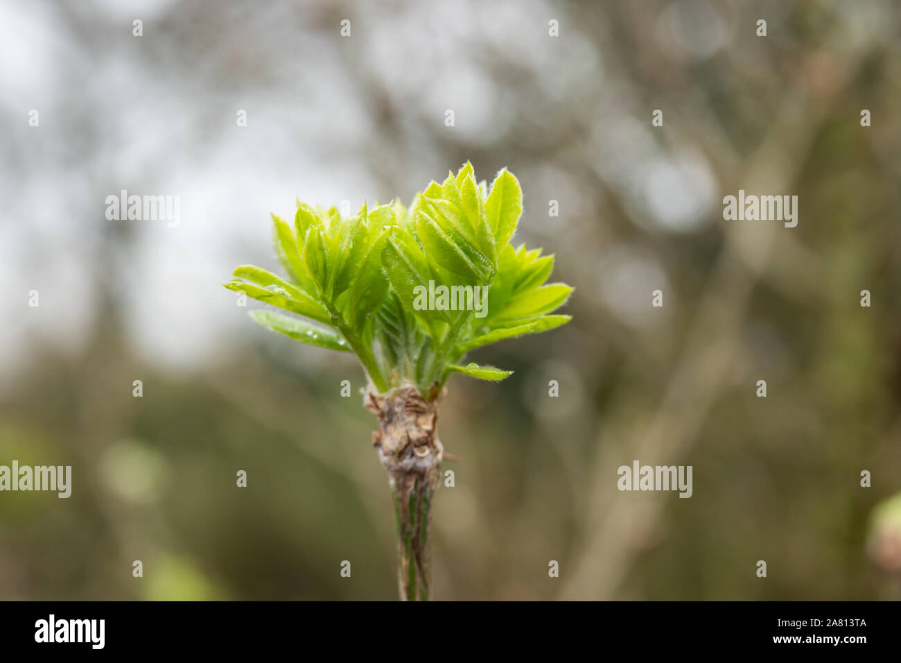 Siberian Peashrub Leaves Sprouting in Winter Stock Photo