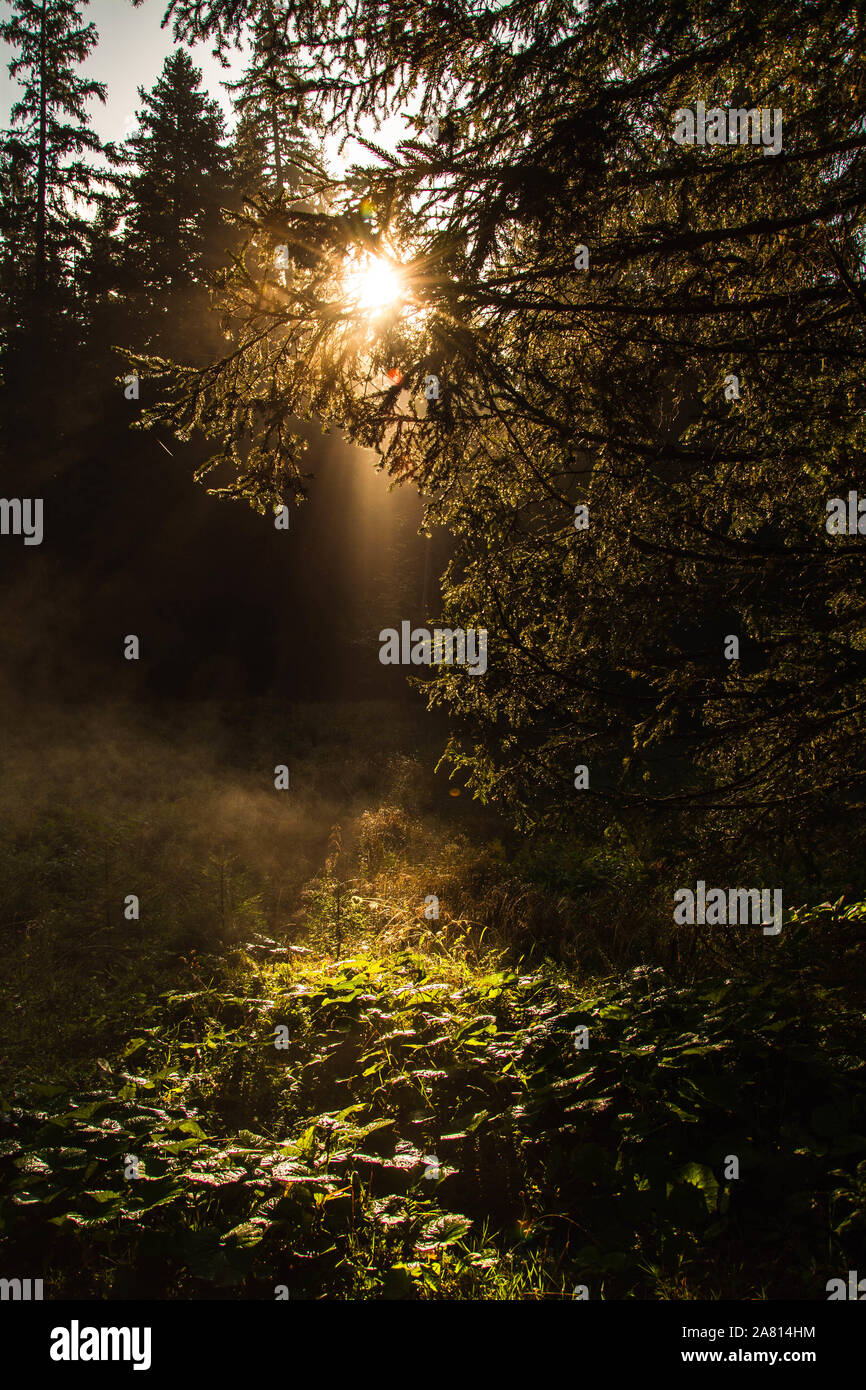 Early morning sun rays over the tree branch Stock Photo