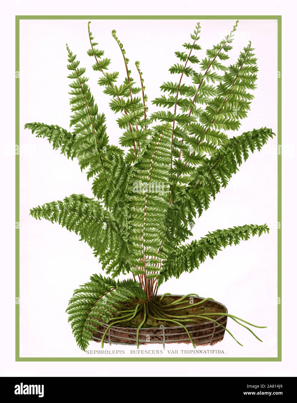 FERN LITHOGRAPH 1885 Vintage page illustration of a fern. The scientific name of the plant is: Nephrolepis Rufescens Var Tripinnatifida.  Illustration from the Dictionary of Gardening – A Practical and Scientific Encyclopedia of Horticulture, edited by George Nicholson, circa 1885. Stock Photo