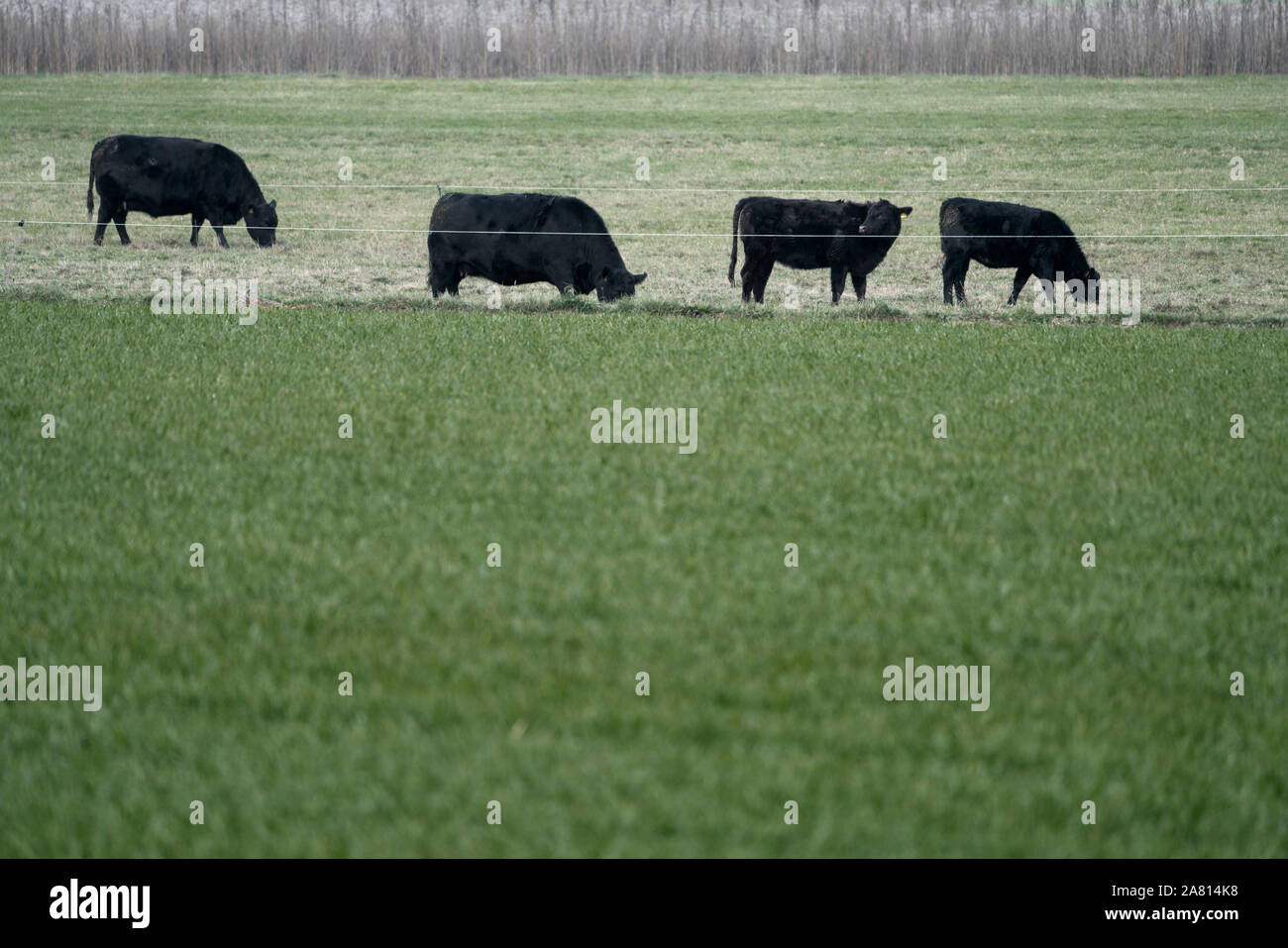 Beef cattle, Oberweser, Weser Uplands, Weserbergland, Hesse, Germany; Stock Photo