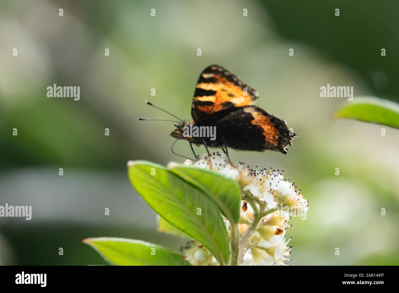 Small Tortoiseshell Butterfly on Cotoneaster Flowers in Springtime Stock Photo
