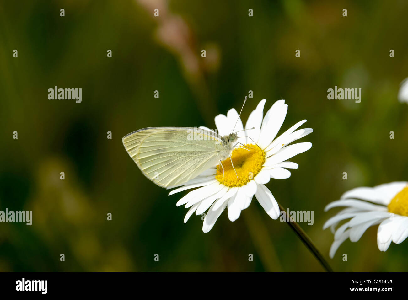 Small White Cabbage Butterfly on Ox-eye Daisy Flower Stock Photo