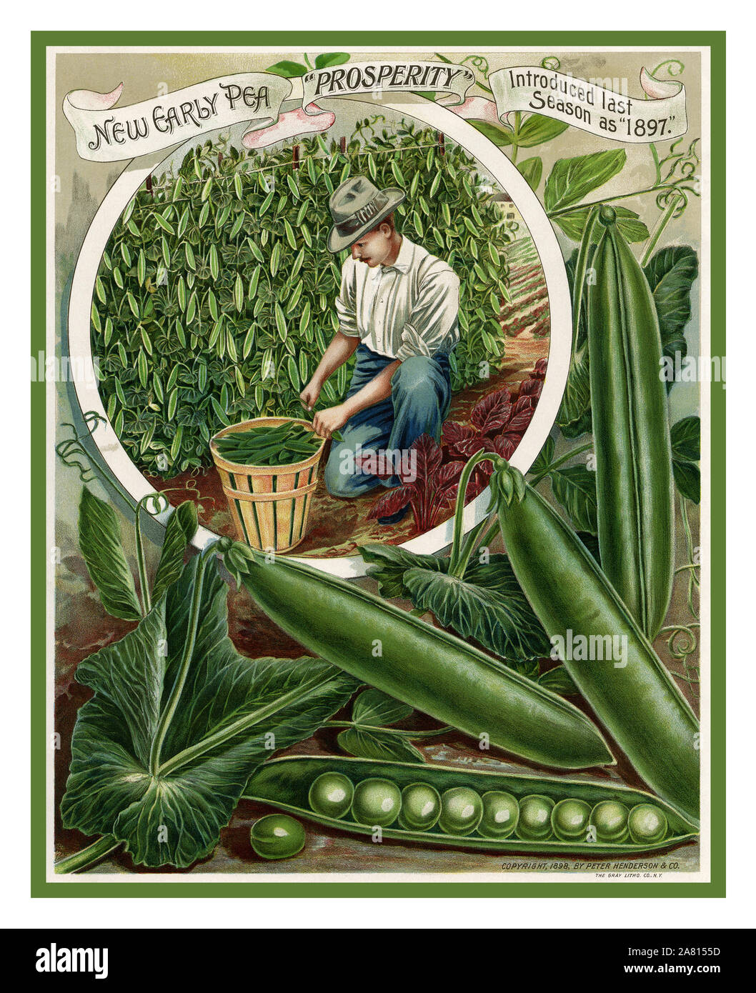 Vintage USA food advertisement for Henderson’s New Early Pea “Prosperity” includes an lithograph illustration of a man picking beautifully ripened garden peas. His wooden basket is full and the vines still hold an abundance of peas. Large illustrations of individual peas are in the foreground of the image. The page is from the Peter Henderson & Co. Everything for the Garden Manual, 1898. Stock Photo