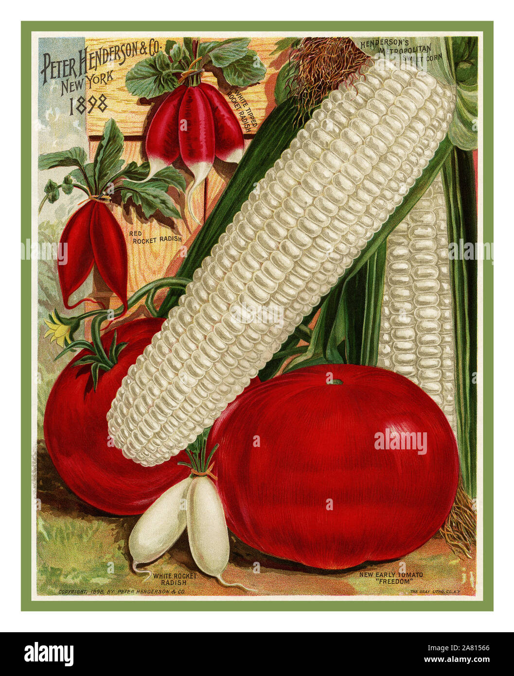 1800’s Victorian American vintage farm produce Lithograph poster featuring fresh garden vegetables display. The display includes two ears of white corn, red tomatoes and varieties of radishes. Illustration from Peter Henderson & Co. Everything for the Garden Manual, 1898. New York USA Stock Photo