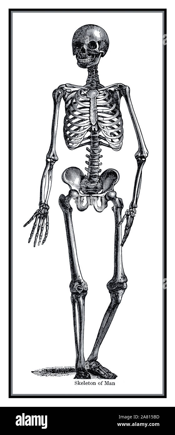 Vintage 1864 Historic old fine art B&W HUMAN SKELETON ILLUSTRATION CUT-OUT 1800’s vintage art image of a casual relaxed smiling skeleton of a man. The illustration from Hooker’s Illustrated Natural History by Worthington Hooker, M.D. published in 1864. Stock Photo