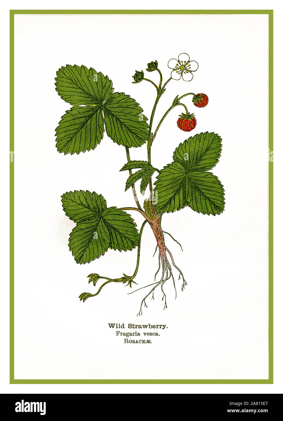 Vintage 1900's fruit lithograph of Wild Strawberry Fragaria Vesca Rosaceae from Wayside and Woodland Blossoms by Edward Step author of specialist books on various aspects of nature, 1909. Victorian Illustration lithograph by Mabel Emily Step Stock Photo