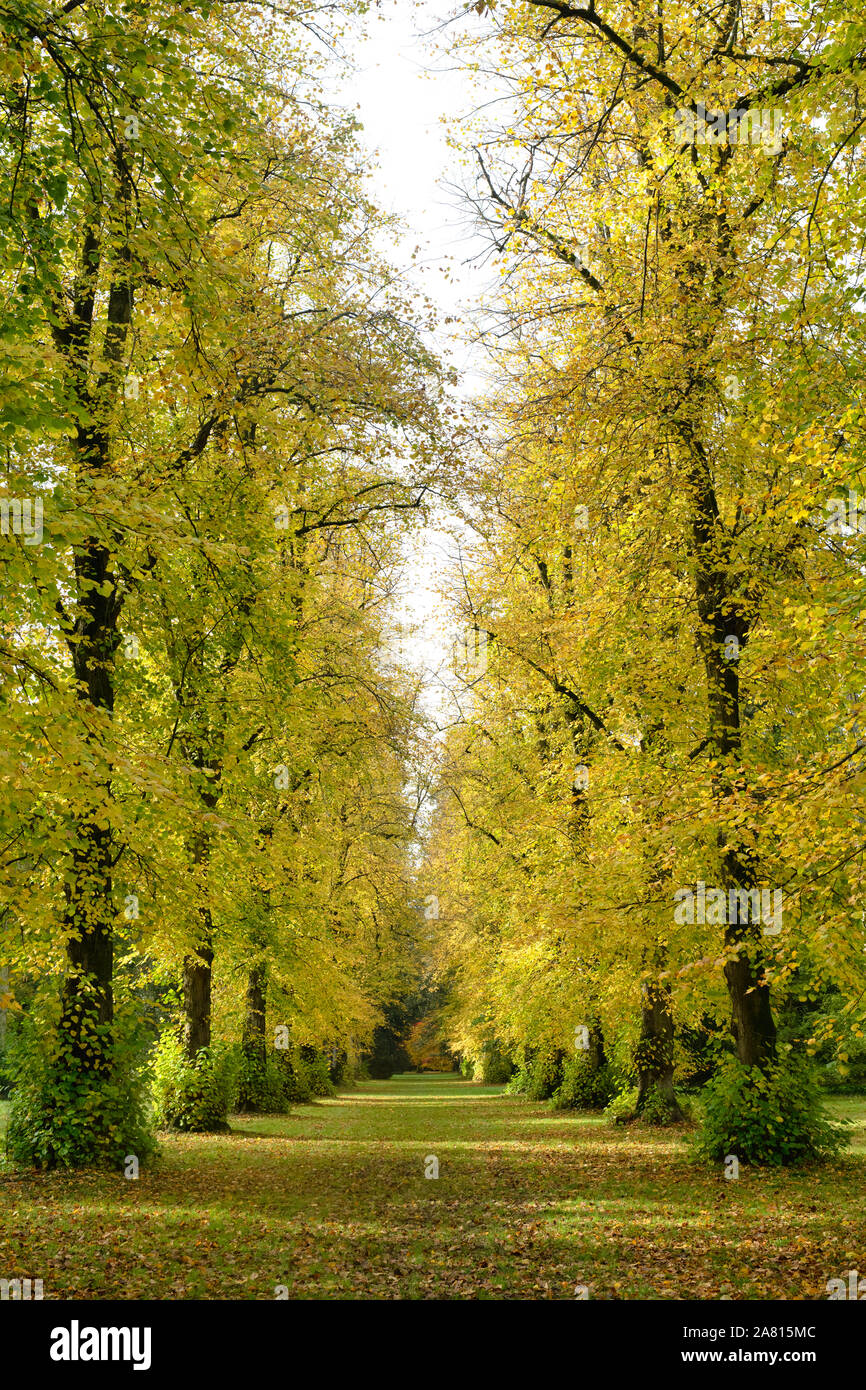 Lime avenue. Lime trees in autumn at Westonbirt Arboretum, Cotswolds