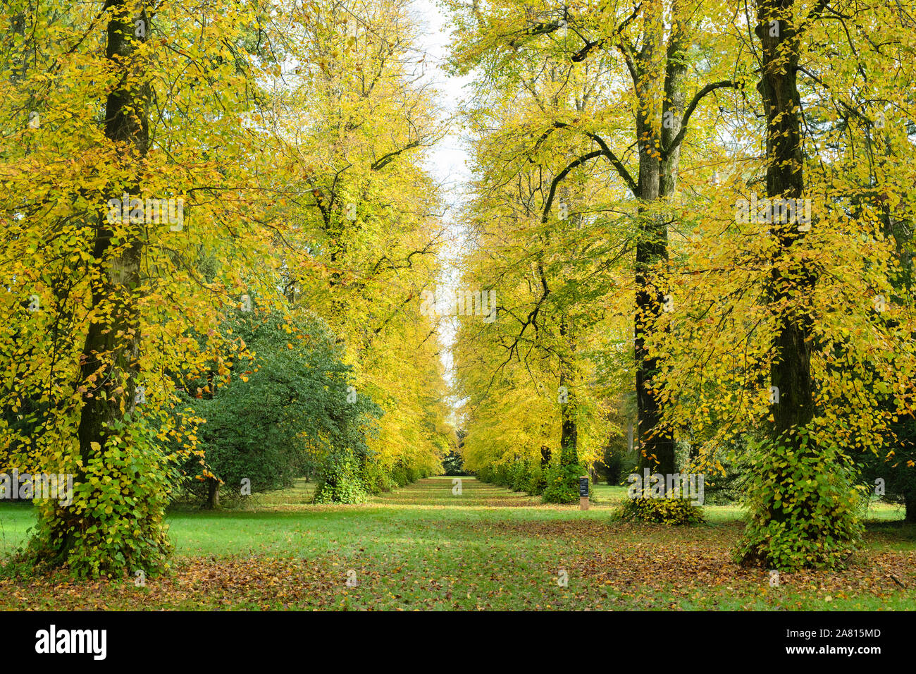 Lime avenue. Lime trees in autumn at Westonbirt Arboretum, Cotswolds, Gloucestershire, England Stock Photo