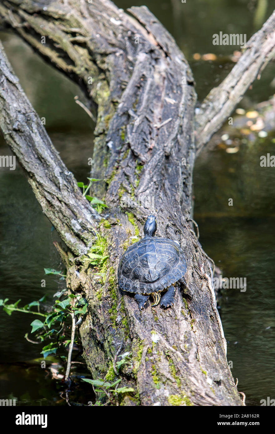 Essen, walk around the Baldeneysee, turtle, on a fallen tree in the ...