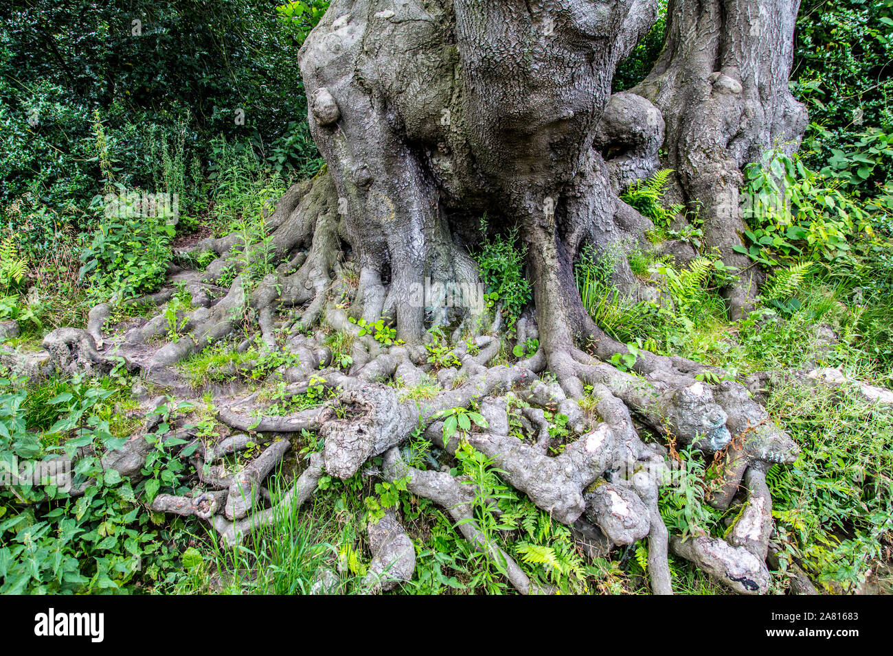 Root structure of a tree Stock Photo - Alamy