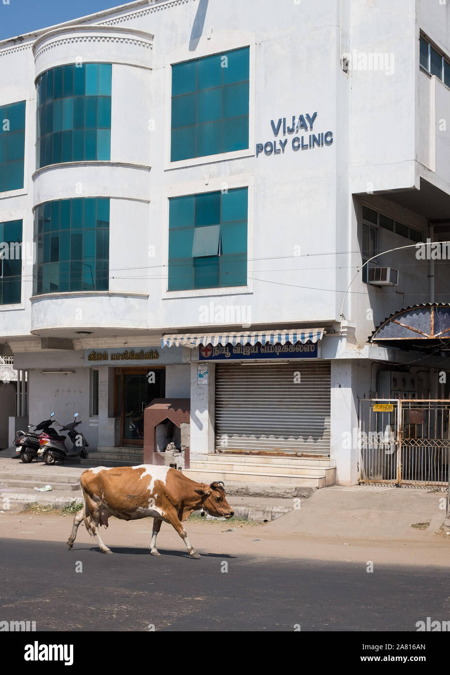 Cow walking past poly clinic building in Trichy, Tamil Nadu, India. Stock Photo