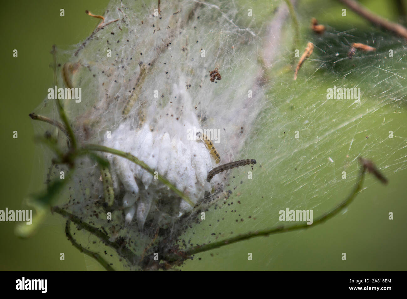 Caterpillar nest of the oak processionary moth, Thaumetopoea