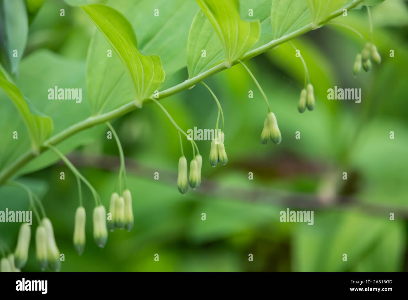 Solomon's Seal Flowers in Springtime Stock Photo - Alamy