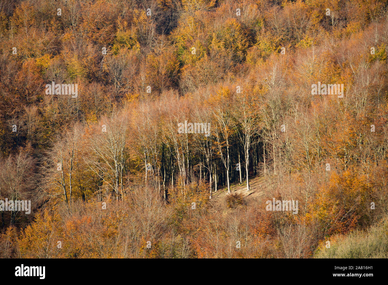 Beech trees on a hillside in early November in North Dorset England UK GB Stock Photo