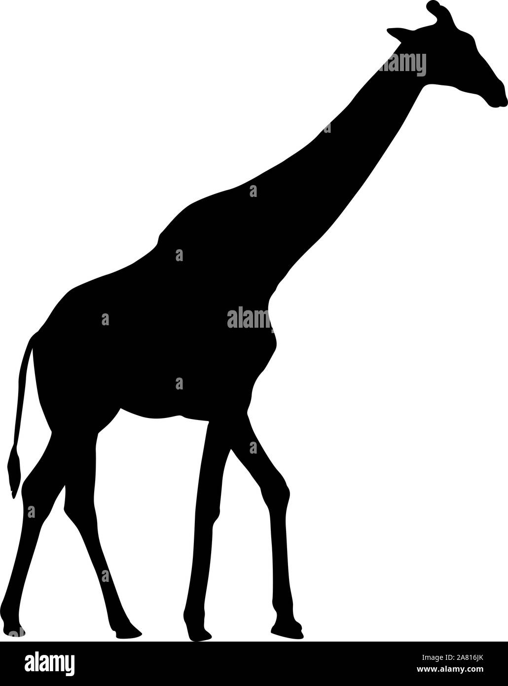 Silhouette of a high African giraffe on a white background. Stock Vector