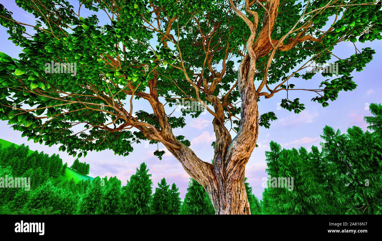 Big old chestnut tree hi-res stock photography and images - Alamy