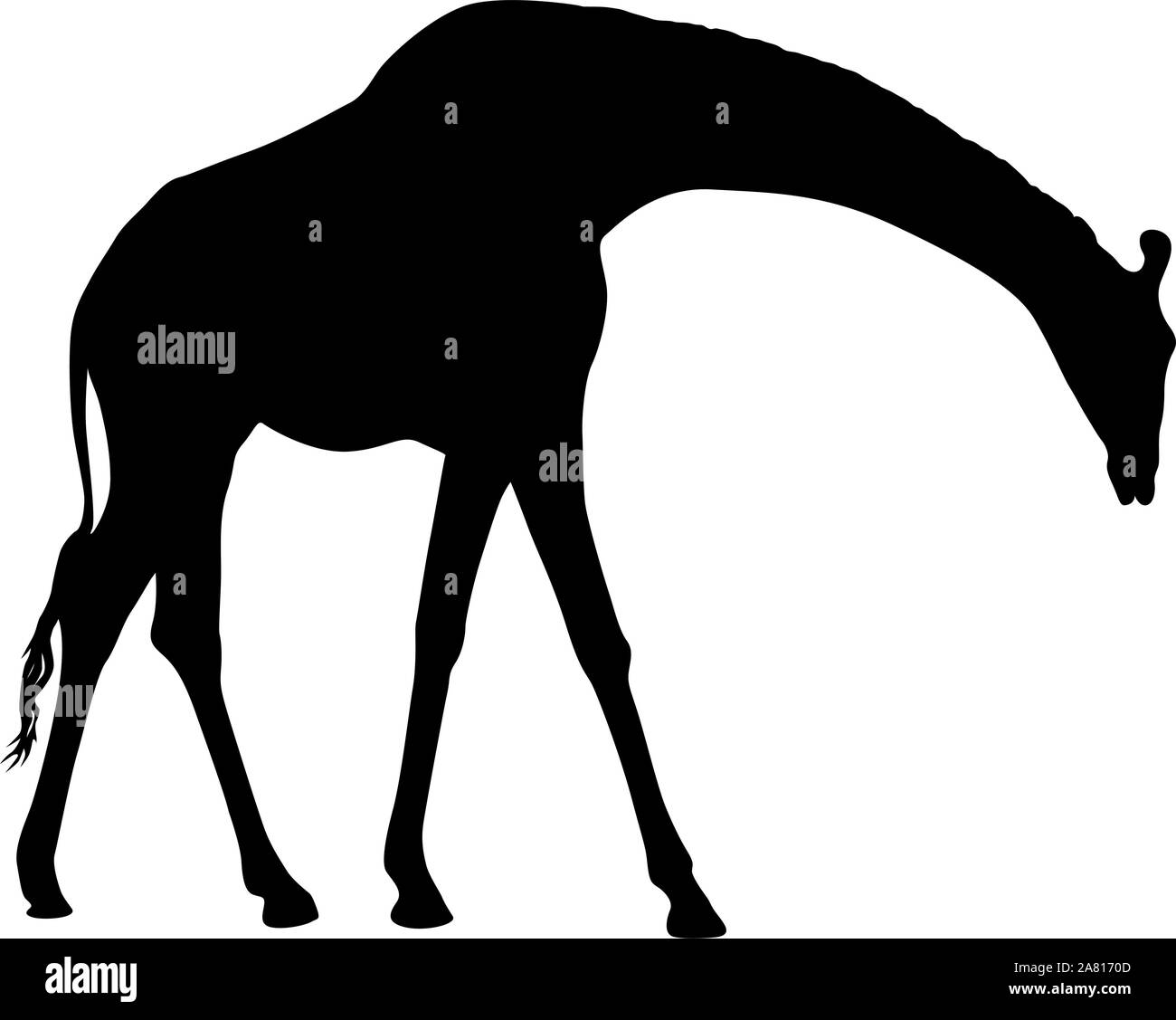 Silhouette of a high African giraffe on a white background Stock Vector ...