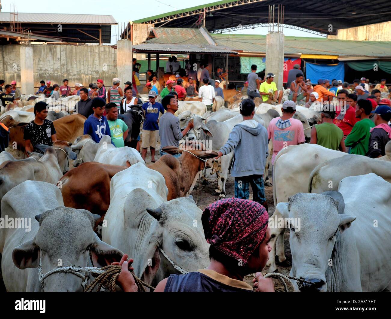 Local traders of livestock animals at the Livestock Auction Market in Padre Garcia, Batangas, Philippines - May 03, 2019 Stock Photo