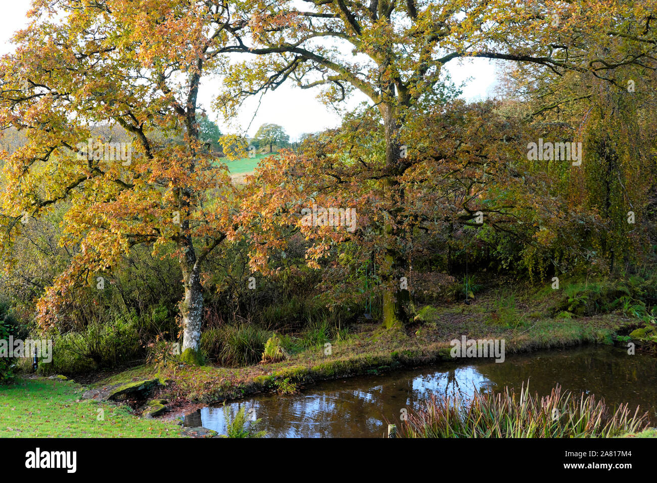 Oak trees leaves in full autumn colour on a sunny day by a garden pond in October sunshine Carmarthenshire Wales UK  KATHY DEWITT Stock Photo