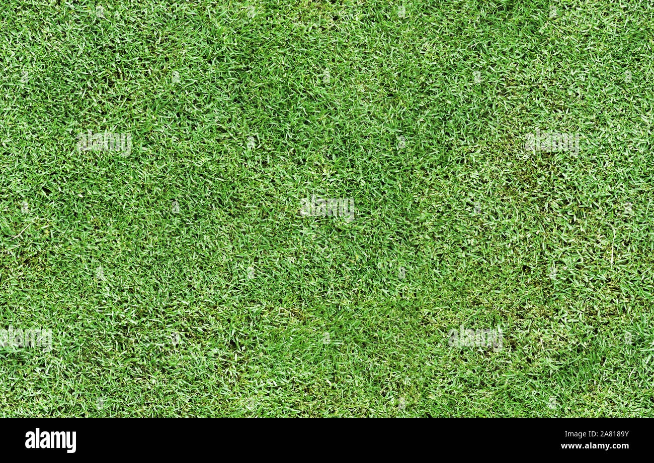 Bright green fresh grass seamless background, top view photo. Trimmed lawn texture at summer day Stock Photo