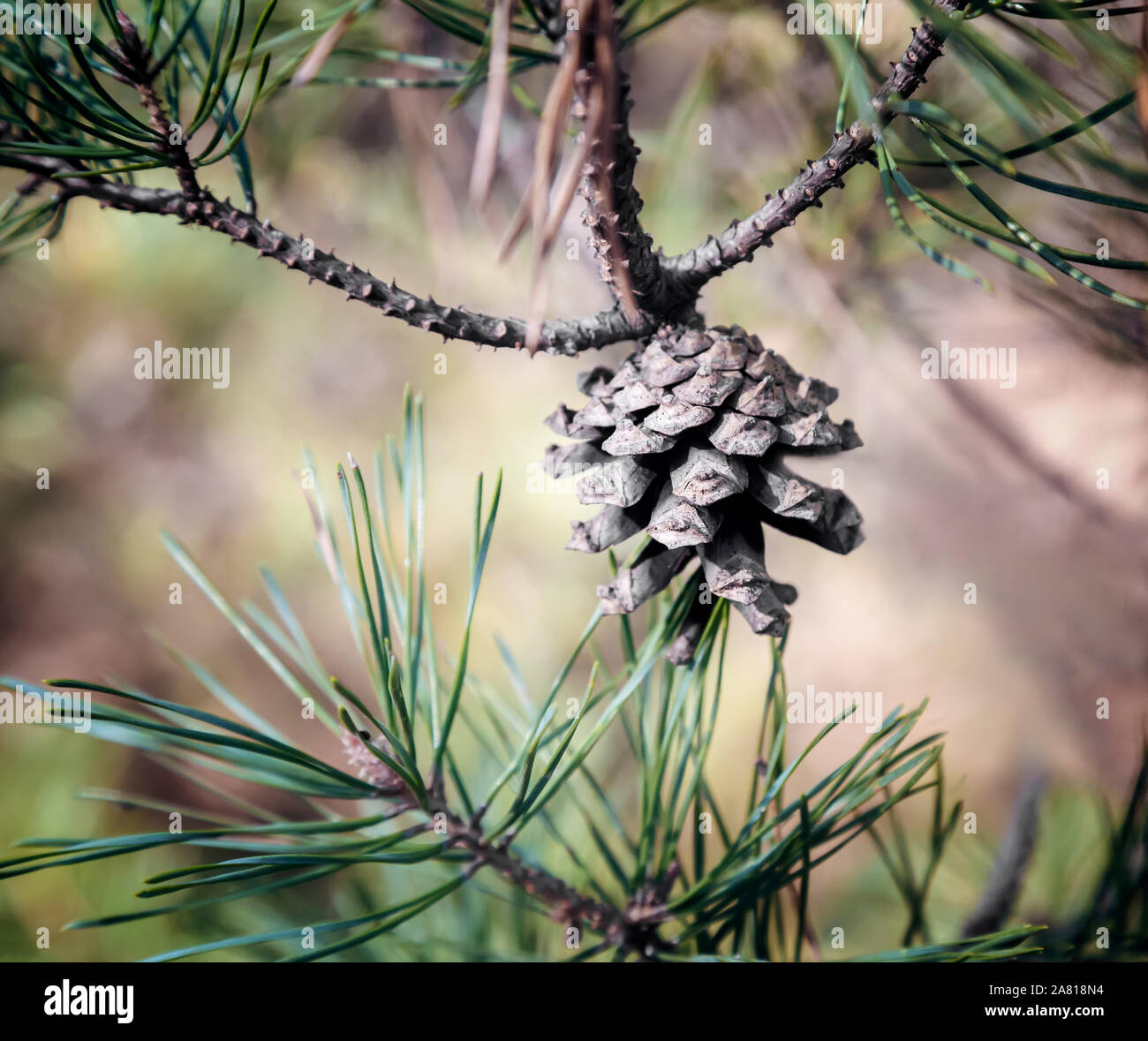 Pine cone on a tree branch in the woods Stock Photo - Alamy