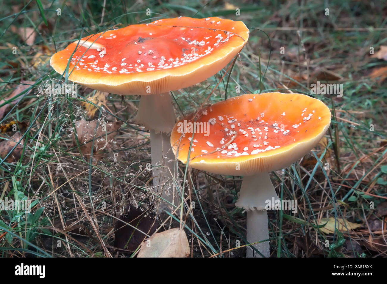 Two poisonous mushroom fly agaric in a forest clearing. Stock Photo