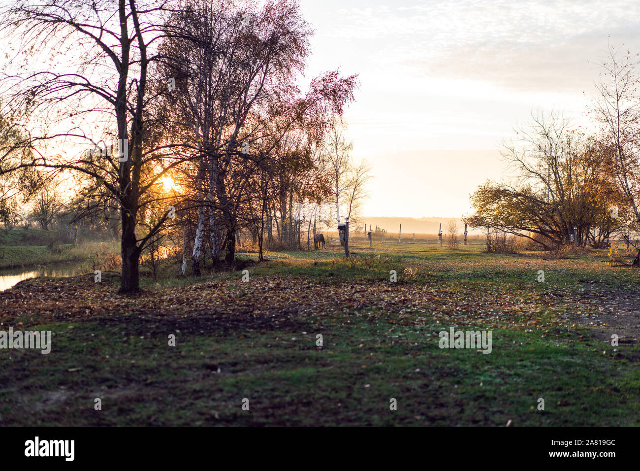 Park alleyway during the late Autumn Season, Usedom Island on the Baltic coast. Stock Photo