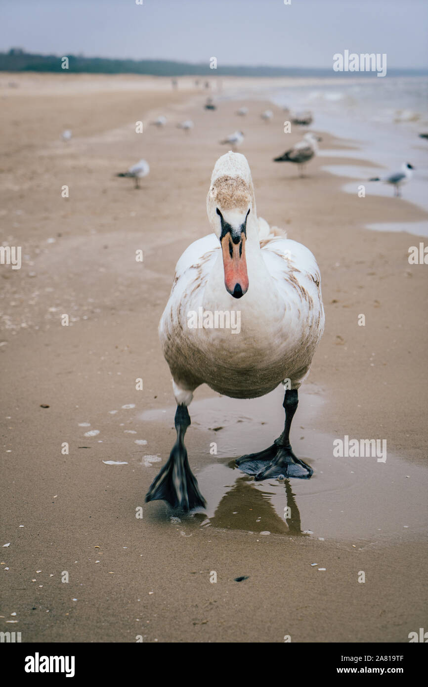 Swan on the Baltic sea coastline during late Autumn season. Stock Photo