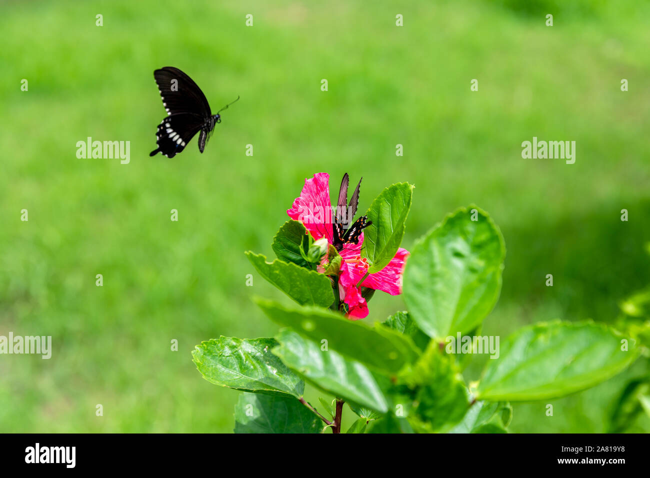 Butterflies of japan hires stock photography and images Alamy
