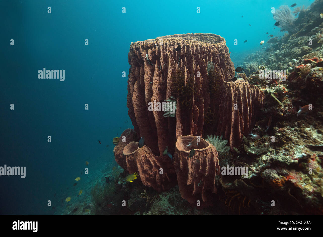 Giant barrel sponge (Xestospongia muta). Amazing underwater world of Maratua Island in East Kalimantan, the Sulwaesi Sea. Stock Photo